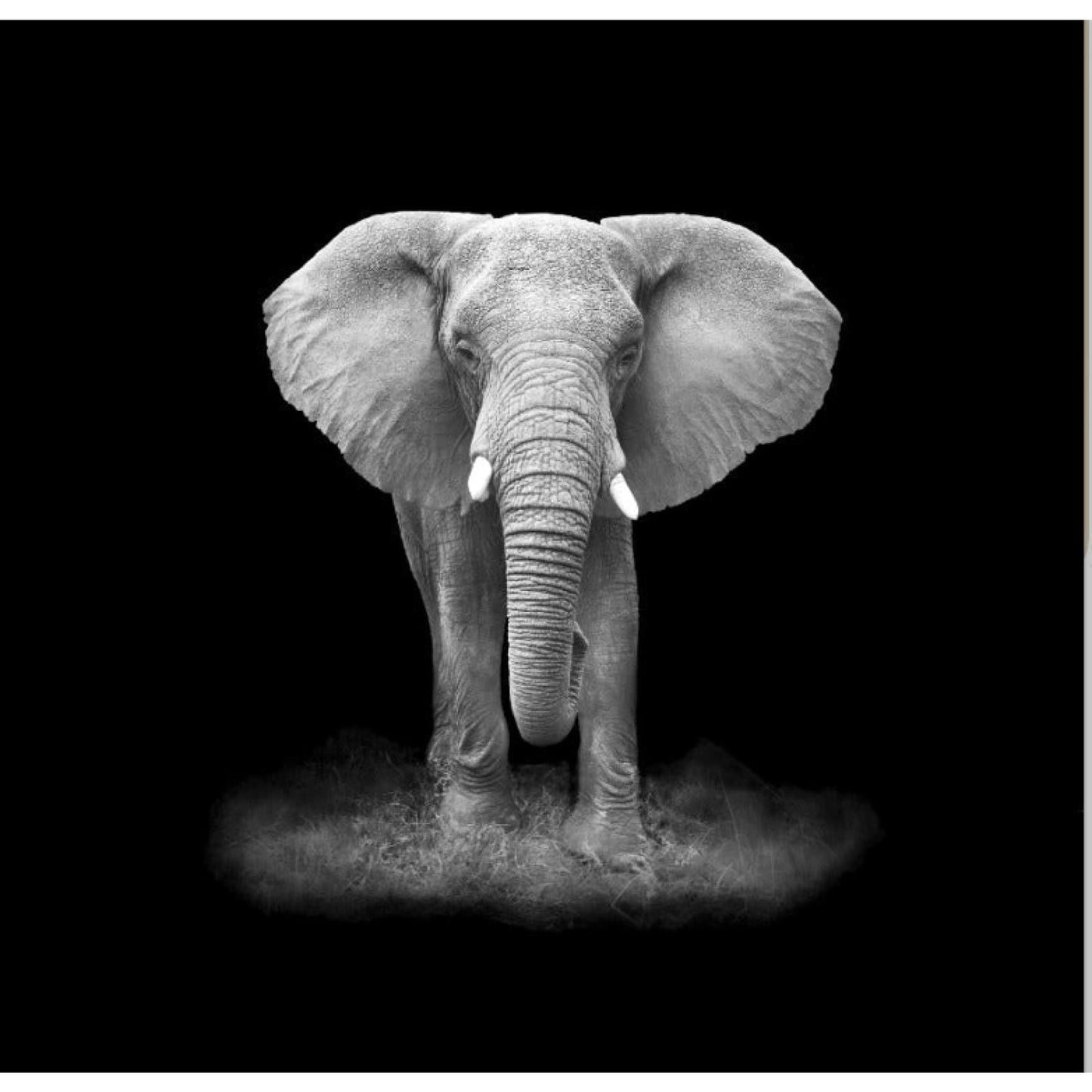 cuadro decorativo, decoración, sala, estudio, habitación, animal, elefante