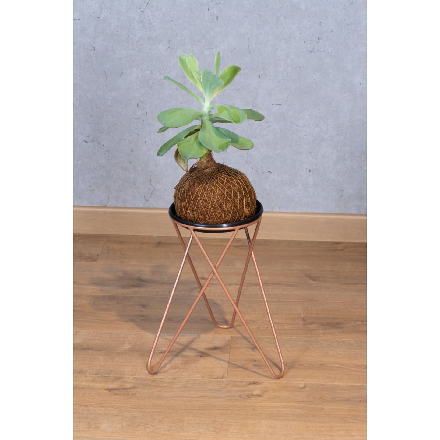Matera, base para planta, planta, decorativo, bronce