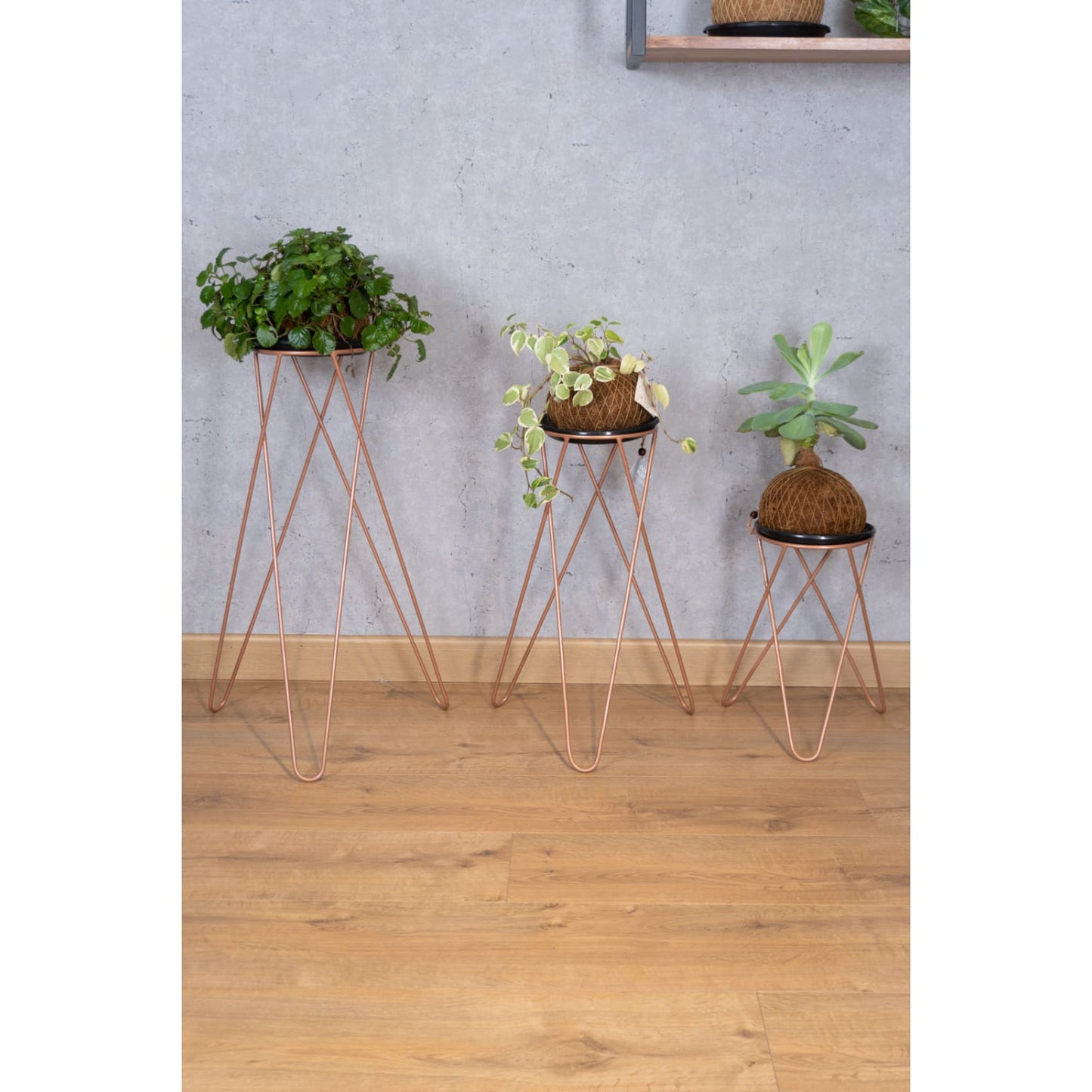 Matera, base para planta, planta, decorativo, bronce