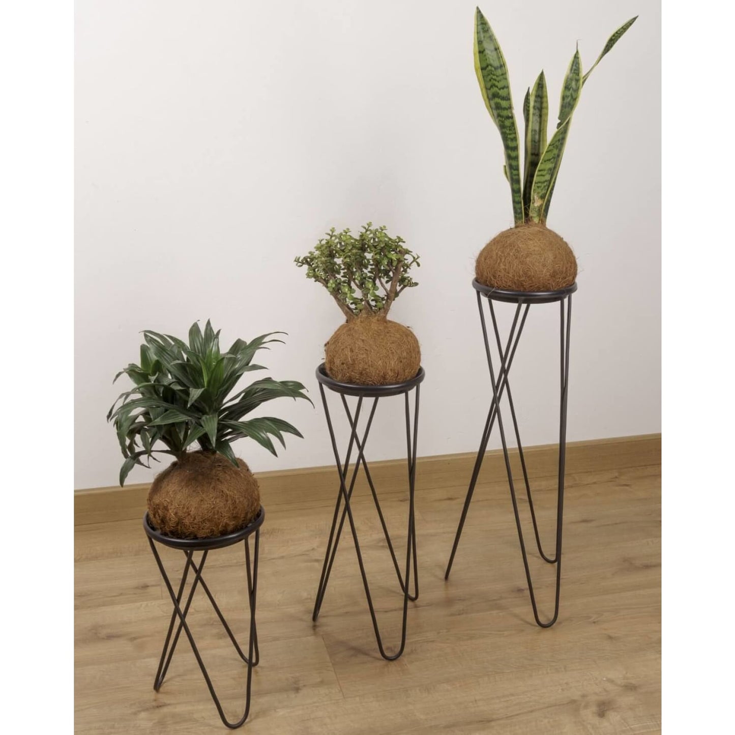 Matera, base para planta, planta, decorativo 