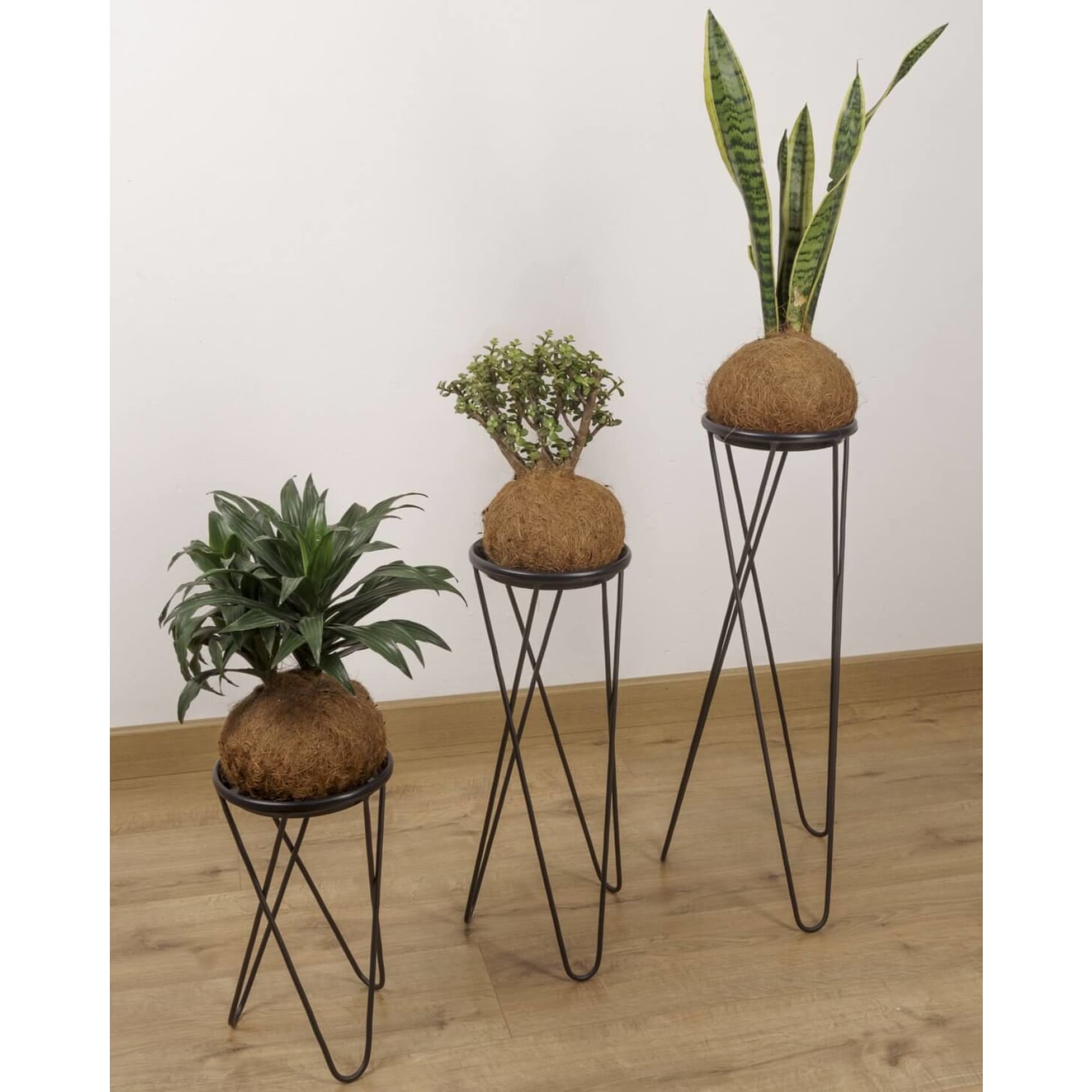 Matera, base para planta, planta, decorativo 