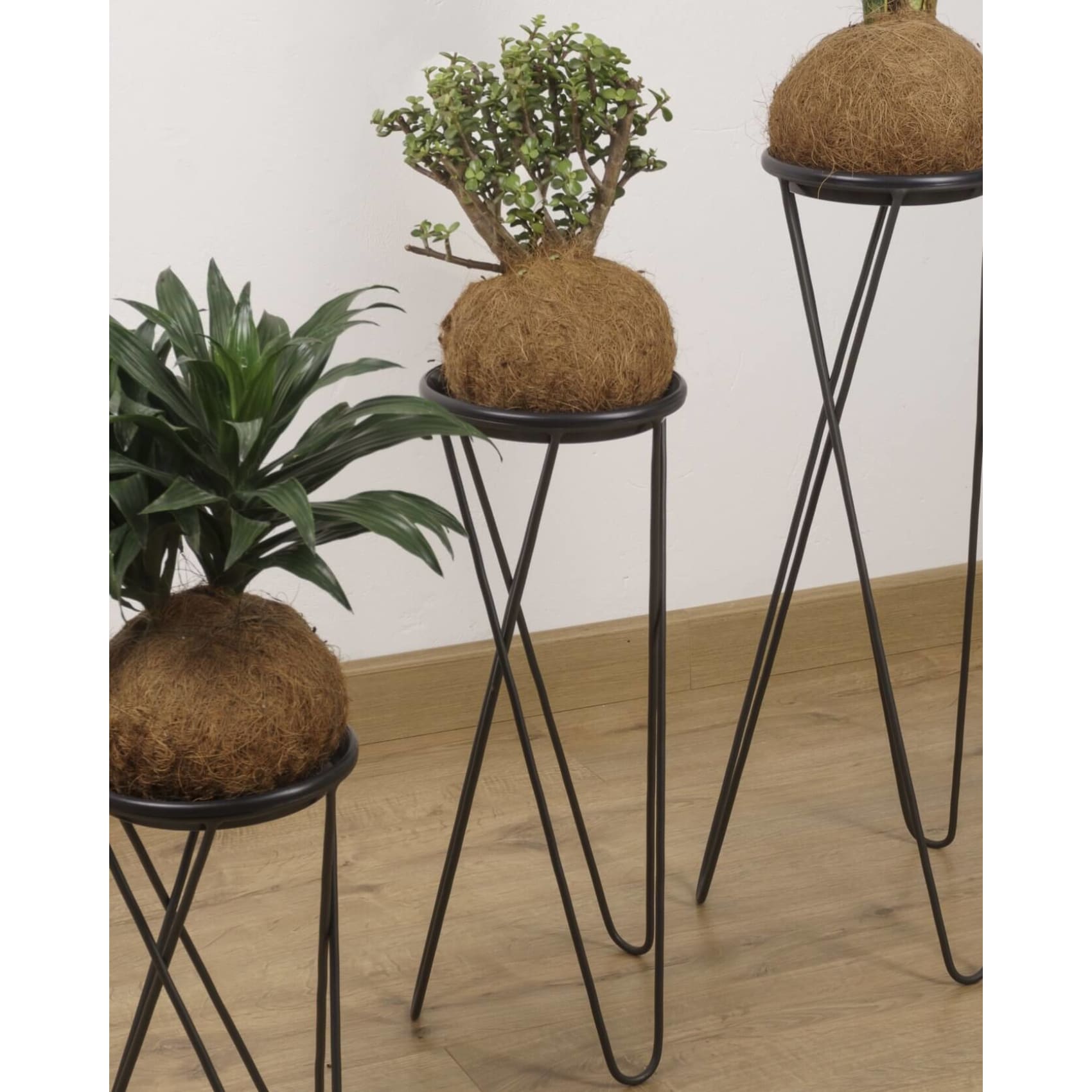 Matera, base para planta, planta, decorativo