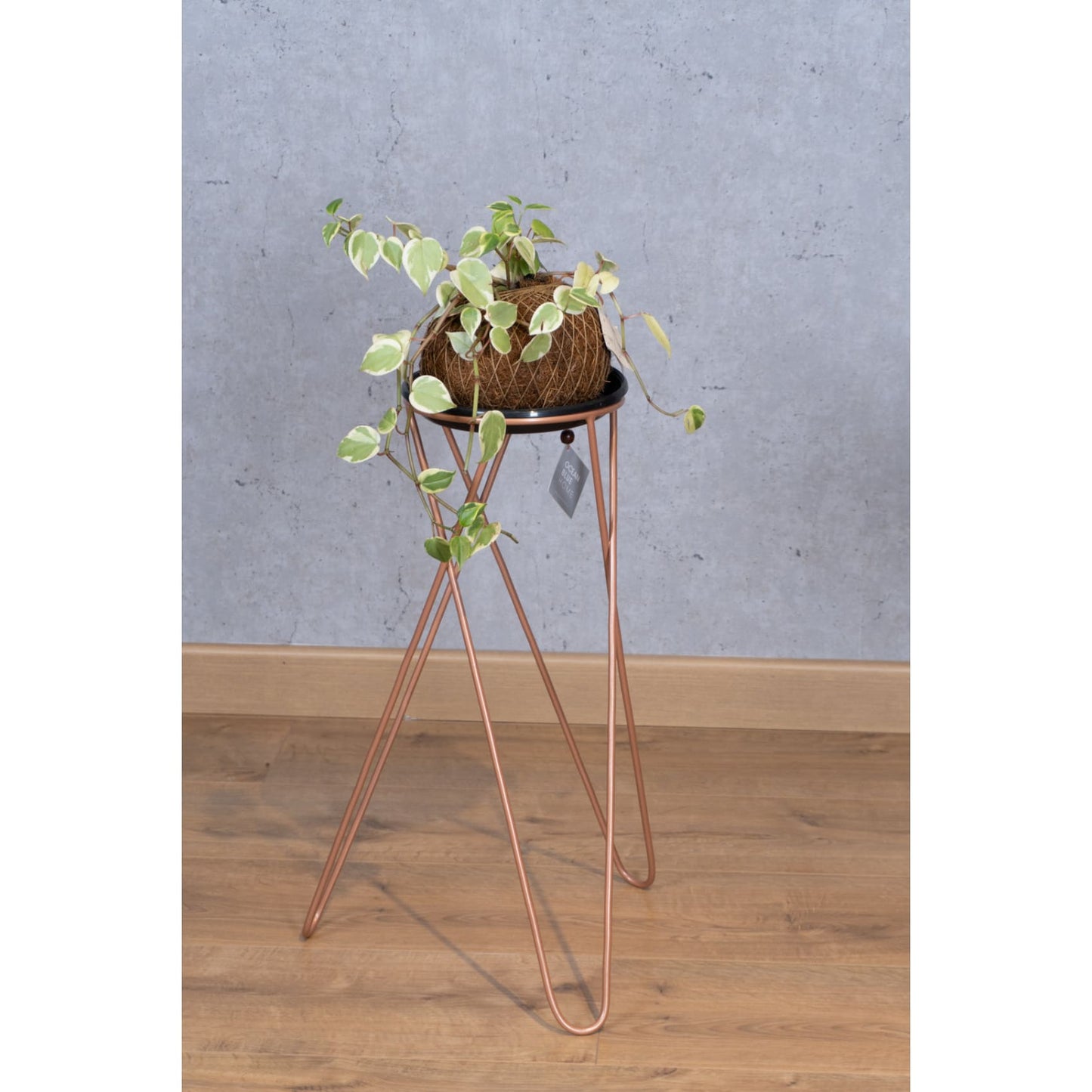Matera, base para planta, planta, decorativo, bronce