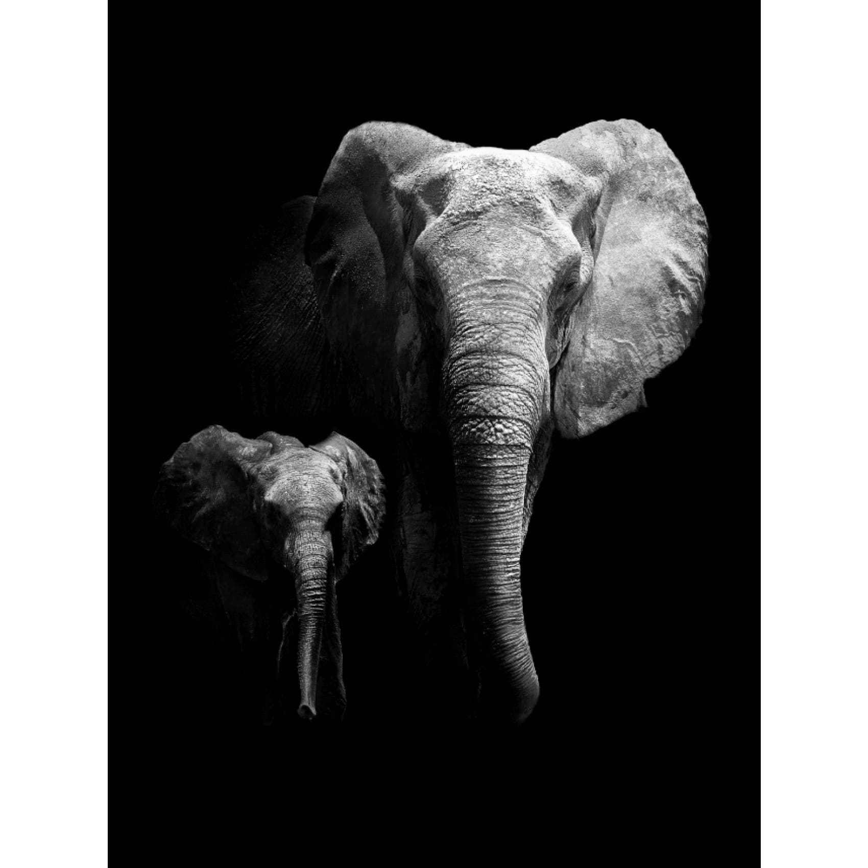 cuadro decorativo, decoración, sala, estudio, habitación, animal, elefante