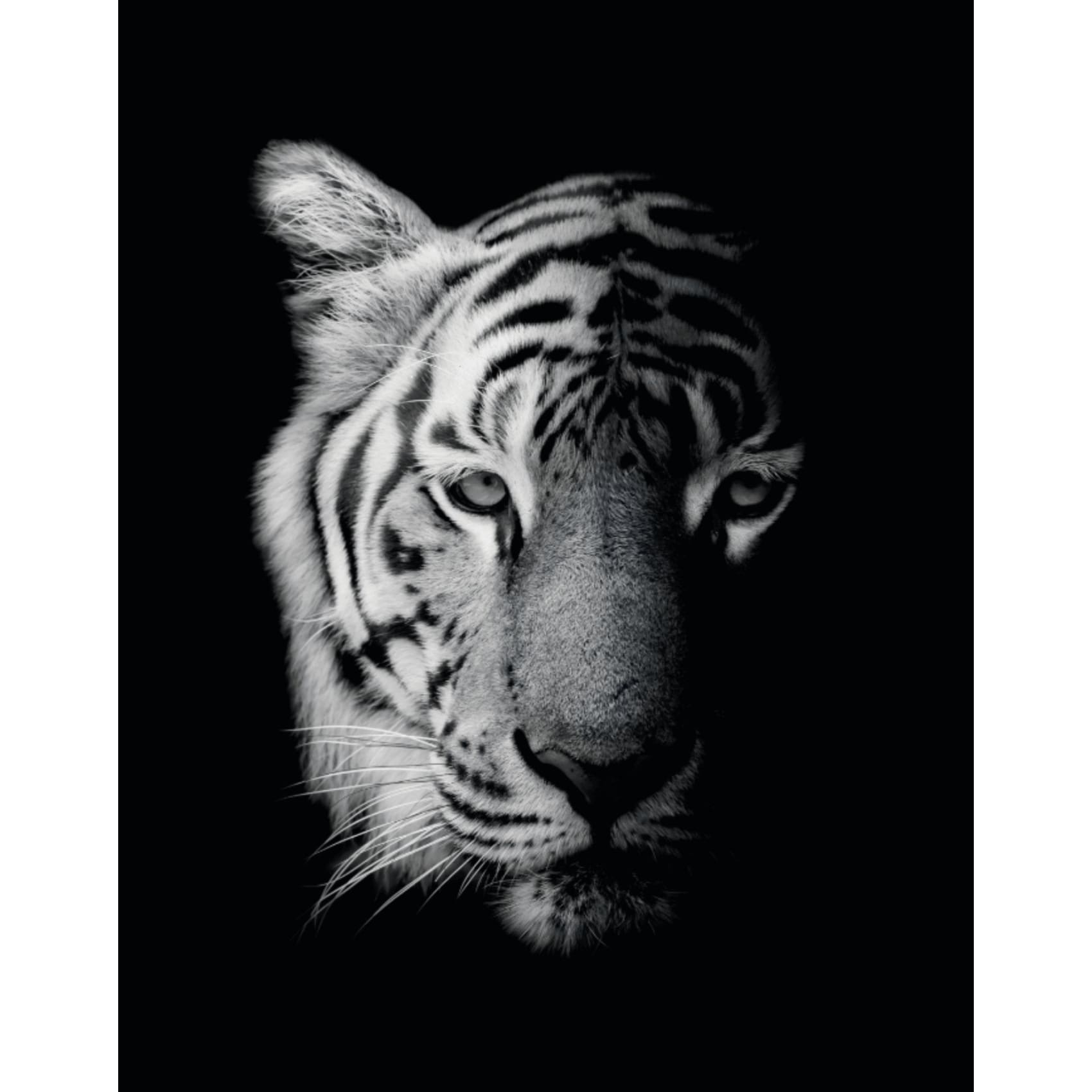 Cuadro decorativo, sala, habitación, animal, tigre