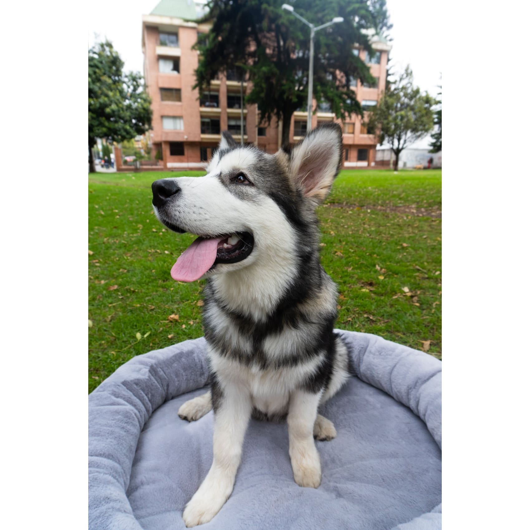 Puff pets , cama, mascota, linea pets, comodidad 