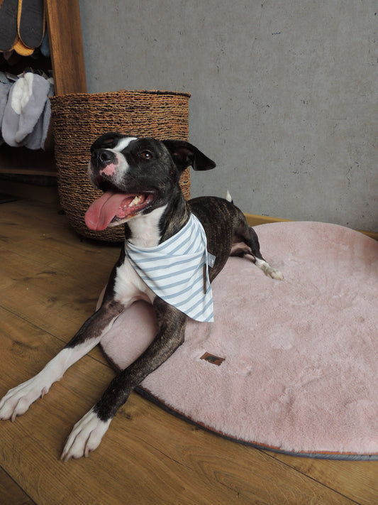 Tapete Pets Rex - 65x65 / Palo rosa - Tapete