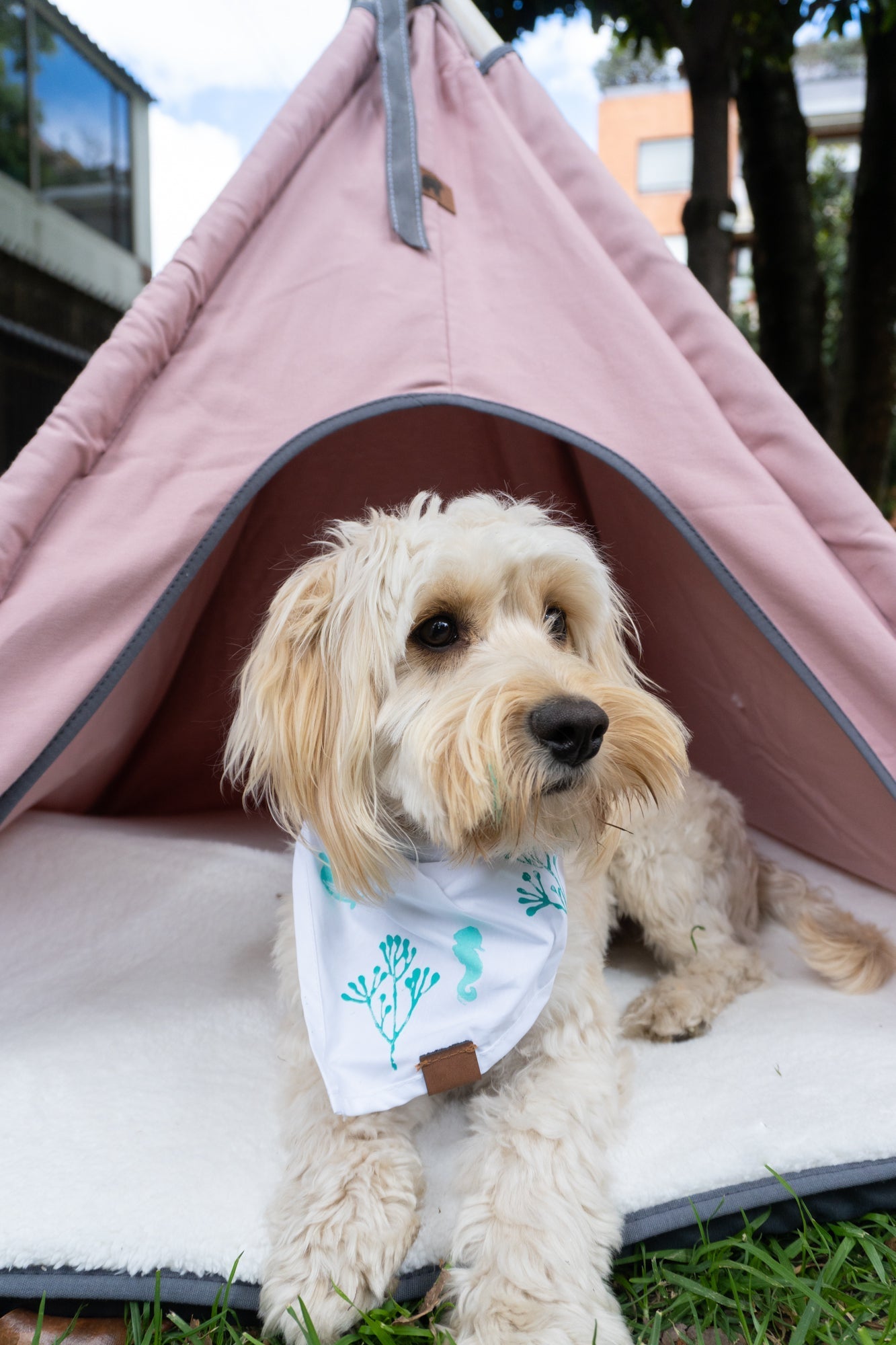 Teepe Pets Bongo Marsala - Teepe