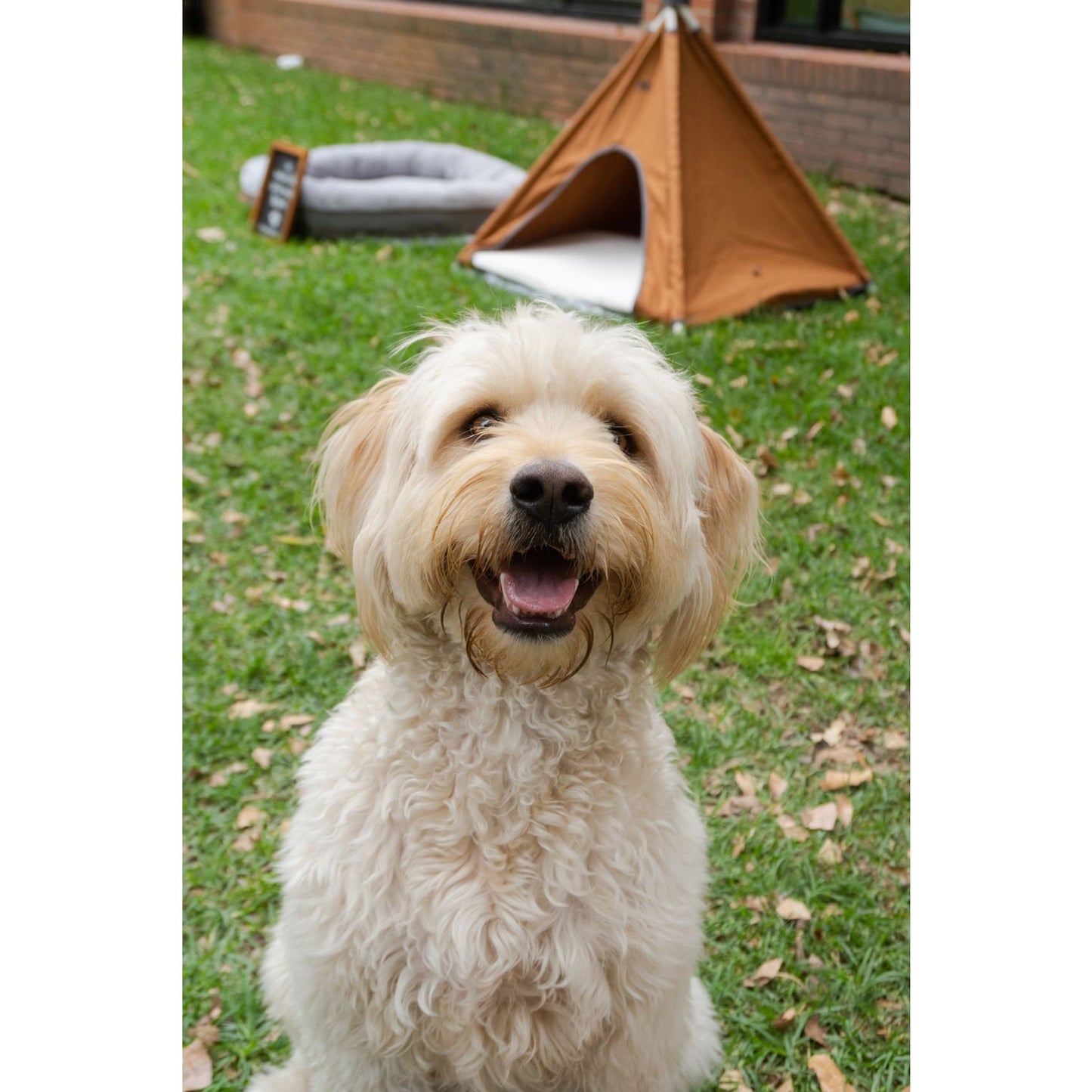 Teepe Pets Bongo Roble - Teepe