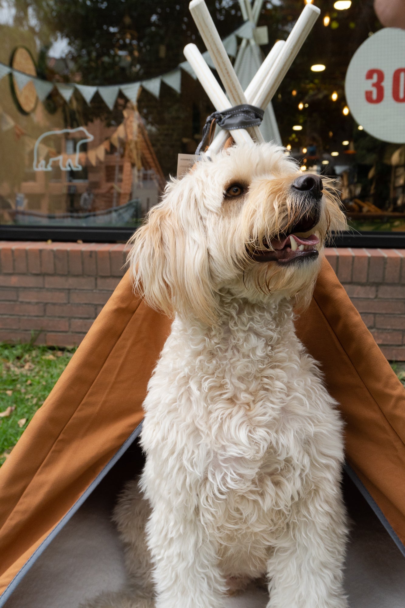 Teepe Pets Bongo Roble - Teepe