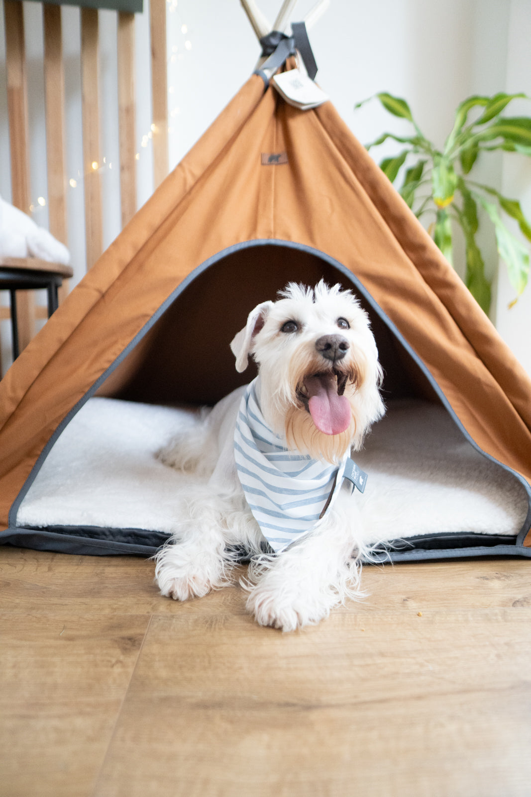 Teepe Pets Bongo Roble - Teepe