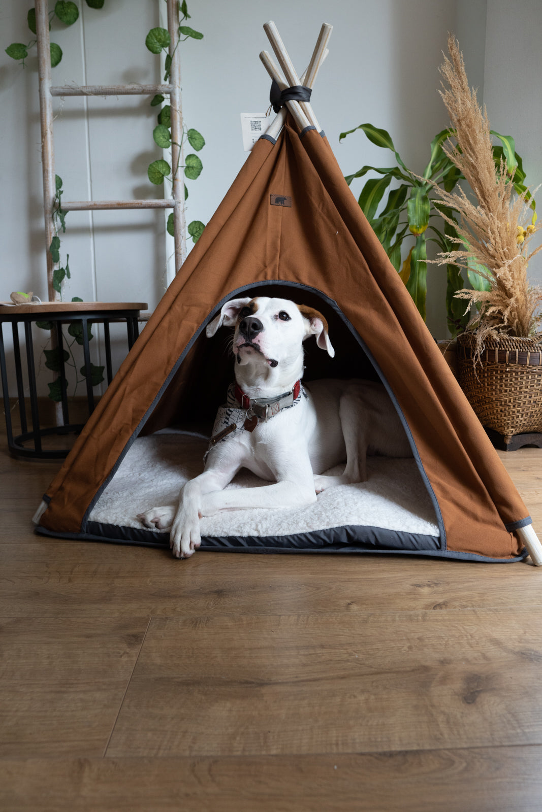 Teepe Pets Bongo Roble - Teepe