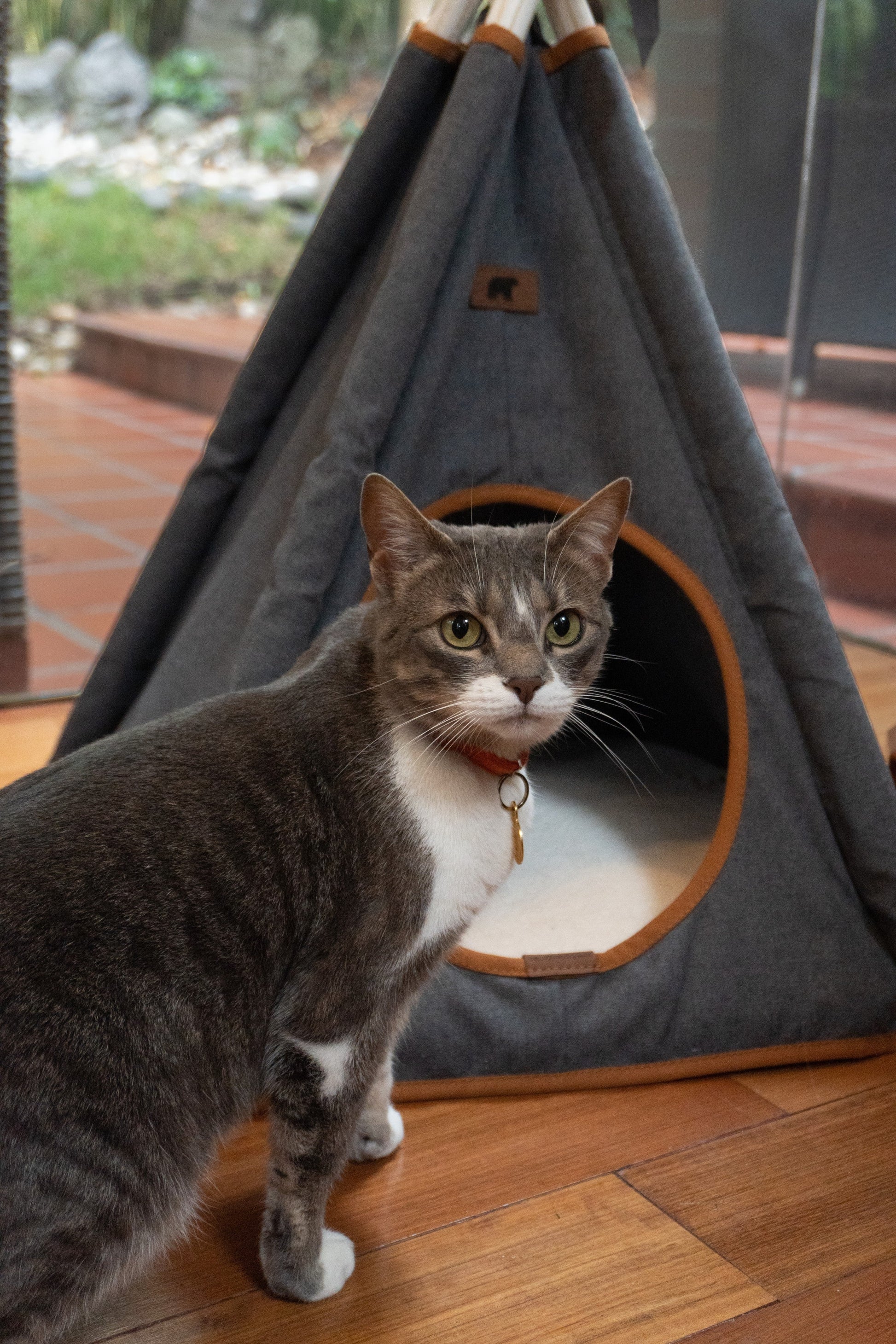 Teepe Pets Bongo Vintage - Teepe